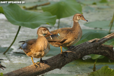 A Pair of Wood Ducks