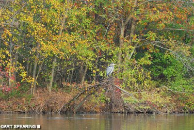 Great Blue Heron And Fall Foliage