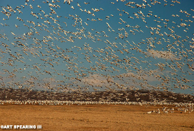 Snow Geese At Middle Creek #13