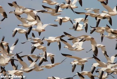 Snow Geese At Middle Creek #14