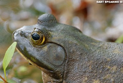 Bullfrog Closeup.jpg