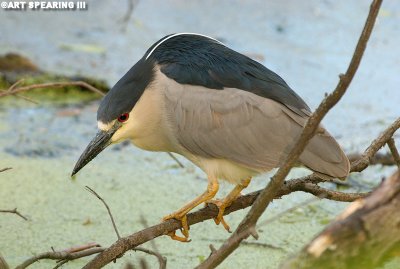 Black Crowned Night Heron 2