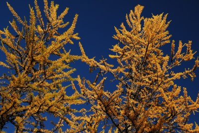 Mount Frosty Larch Trees, Manning Park