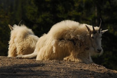 Mountain Goats in Jasper