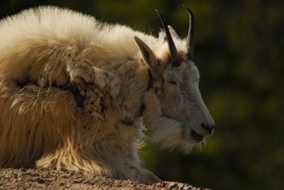 Mountain Goats in Jasper