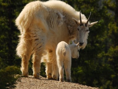 Mountain Goats in Jasper