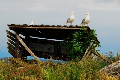 Mitlenatch Island - blind for sea bird viewing