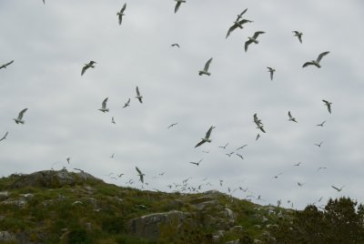Mitlenatch Island -sea birds