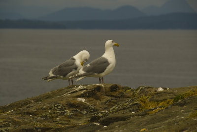 Mitlenatch Island -Glaucous-winged gulls