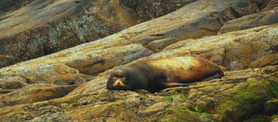 Mitlenatch Island- California Sea Lion