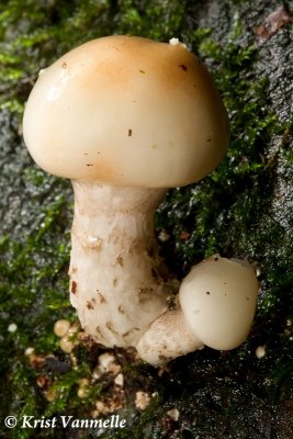 Mushroom