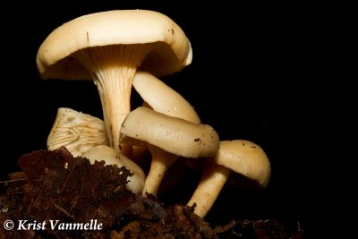 Mushroom 2
