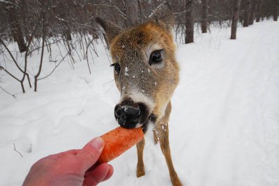Hungry Deer