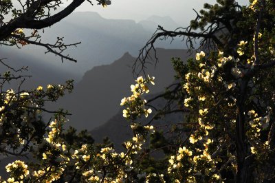 Grand Canyon Through Blossoms