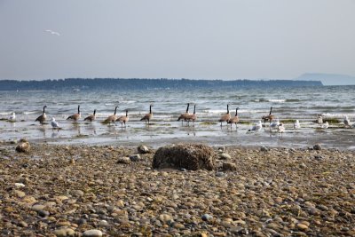 folks on the beach