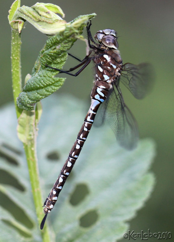 Variable Darner Aeshna interrupta