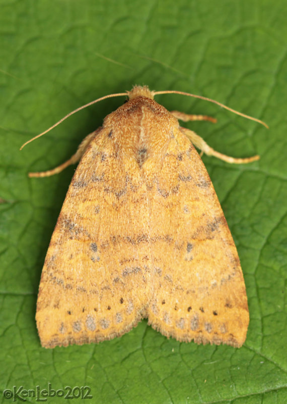 Dotted Sallow Moth Anathix ralla #9961