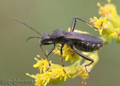 Broad-headed Bug Alydus curinus