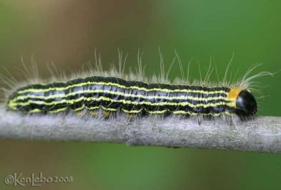 Yellow-necked Caterpillar Datana ministra