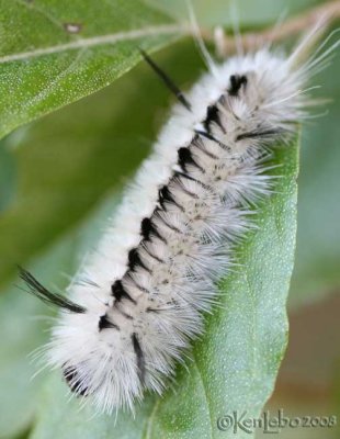HIckory Tussock