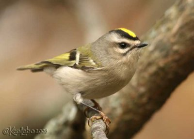 Golden-crowned Kinglet