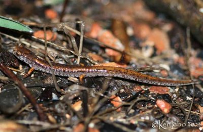 Four-toed Salamander walking of the road.