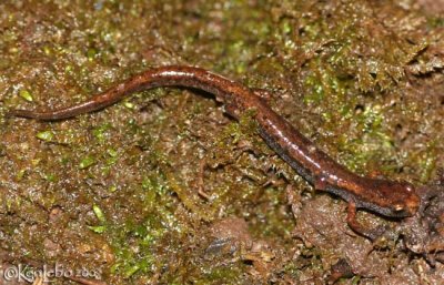Four-toed Salamander