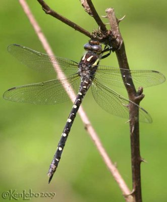 Twin-spotted Spiketail Cordulegaster maculata
