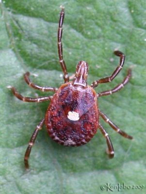 Lone Star Tick - not an insect