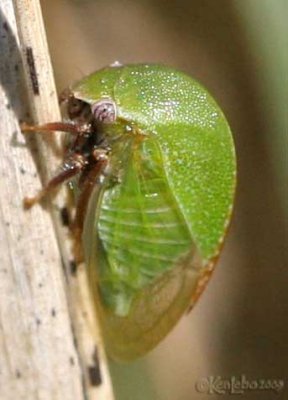 Three-cornered Alfalfa Treehopper