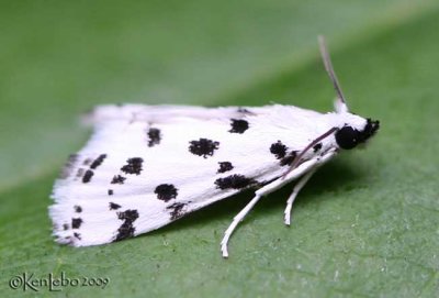 Spotted Peppergrass Moth Eustixia pupula #4794