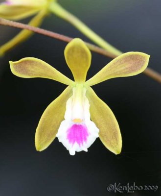 Butterfly Orchid  Encyclia tampensis