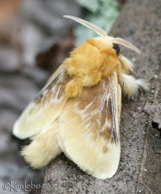 Southern Flannel Moth Megalopyge opercularis #4647