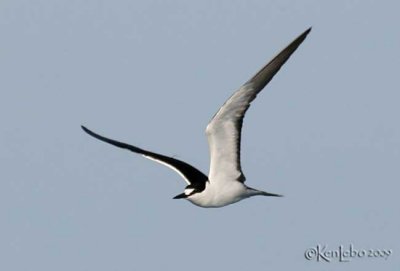 Sooty Tern