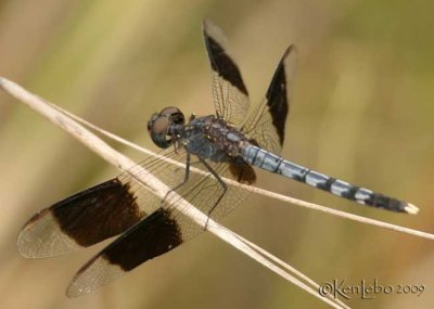 Band-winged Dragonlet Erythrodiplax umbrata