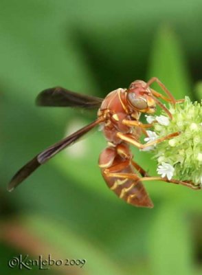 Paper Wasp Polistes carolinus