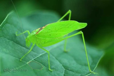 Lesser Angle-wing Katydid