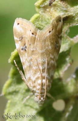 Cabbage Budworm Moth Hellula phidilealis #4847