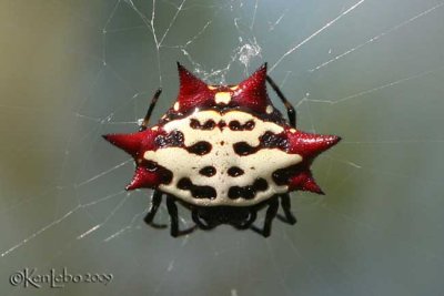 Spiny Orb Weaver Gasteracantha cancriformis
