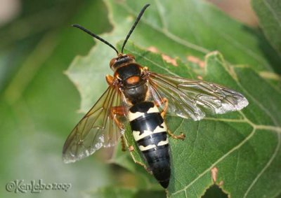 Cicada Killer