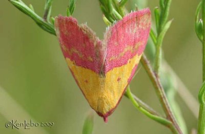 Pink-bordered Yellow Phytometra rhodarialis #8481