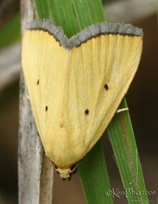 Black-bordered Lemon Moth Thioptera nigrofimbria #9044