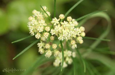 Whorled Milkweed