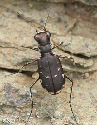 Eastern Red-bellied Tiger Beetle Cicindela rufiventris