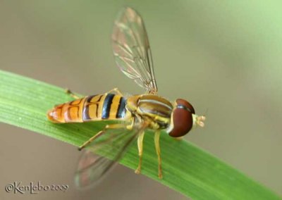 Flower Fly Toxomerus politus