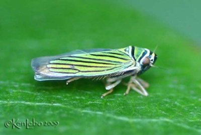 Tylozygus Leafhopper