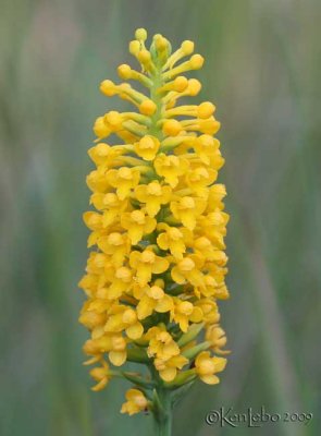 Southern Yellow Orchis Platanthera integra