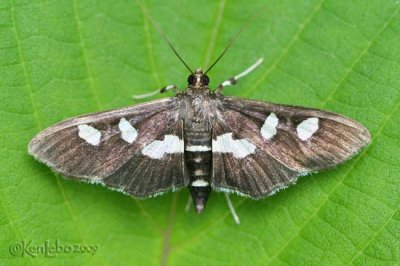 Grape Leaffolder Moth Desmia funeralis #5159