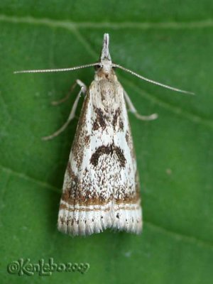 Elegant Grass-veneer Moth Microcrambus elegans #5420