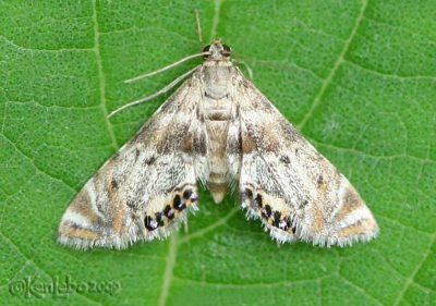 Petrophila fulicalis #4777